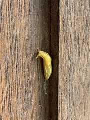 Elisolimax