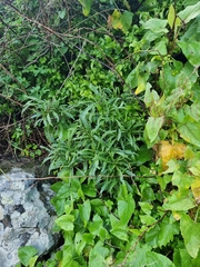 Cheirolophus massonianus