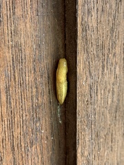 Elisolimax