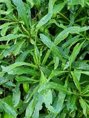 Cheirolophus massonianus