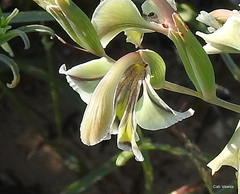 Gladiolus orchidiflorus