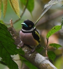 Eurylaimus ochromalus