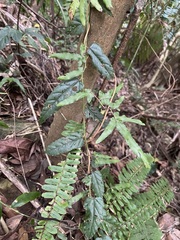 Rubus swinhoei
