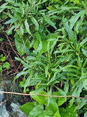 Cheirolophus massonianus