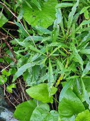 Cheirolophus massonianus