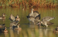 Limosa limosa