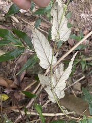 Rubus swinhoei