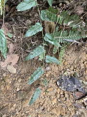Rubus swinhoei