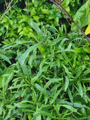 Cheirolophus massonianus