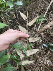 Rubus swinhoei