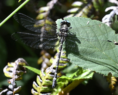 Eusynthemis guttata