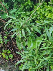 Cheirolophus massonianus