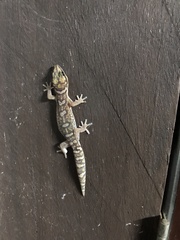 Oedura