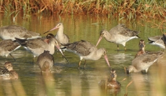 Limosa limosa