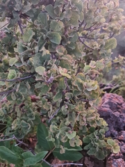 Dombeya rotundifolia