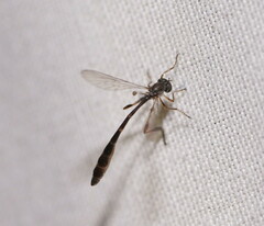 Leptogaster
