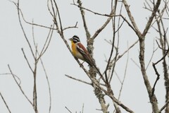 Emberiza flaviventris flaviventris