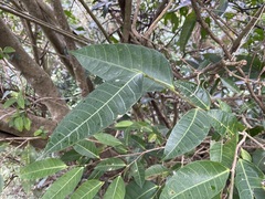 Ficus sarmentosa nipponica