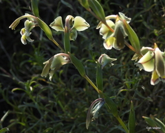 Gladiolus orchidiflorus