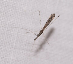 Empicoris rubromaculatus