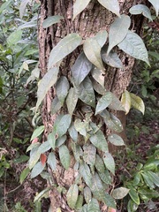 Ficus sarmentosa nipponica