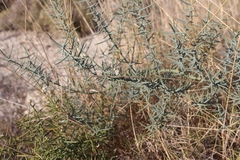 Asparagus horridus