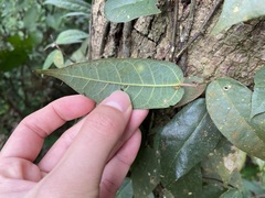 Ficus sarmentosa nipponica