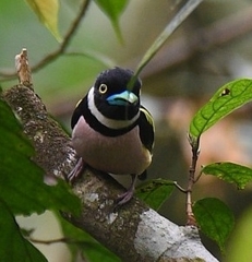 Eurylaimus ochromalus