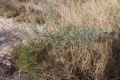 Asparagus horridus