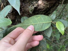 Ficus sarmentosa nipponica