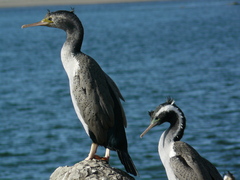 Phalacrocorax punctatus punctatus