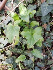 Arum italicum