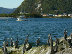 Phalacrocorax punctatus punctatus