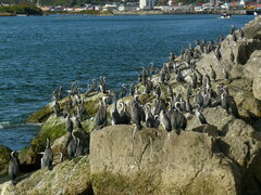 Phalacrocorax punctatus punctatus