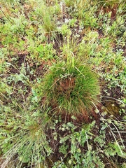 Carex humilis
