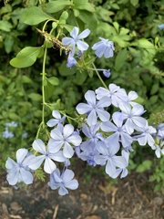 Plumbago auriculata