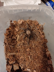 Brachypelma albiceps