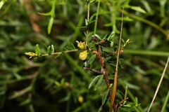 Micrantheum ericoides