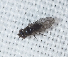 Scatella