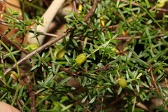 Micrantheum ericoides