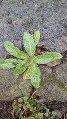 Helminthotheca echioides