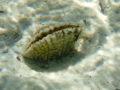 Pinna bicolor