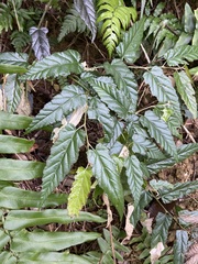 Rubus swinhoei