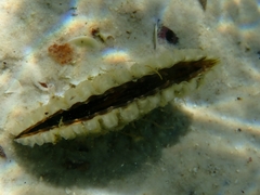 Pinna bicolor