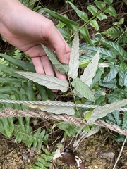 Rubus swinhoei