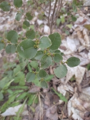 Rhamnus alaternus
