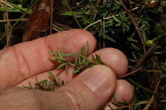 Micrantheum ericoides