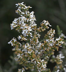 Olearia algida