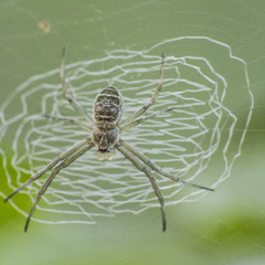 Argiope chloreides