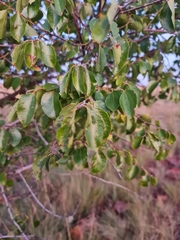 Ziziphus mucronata